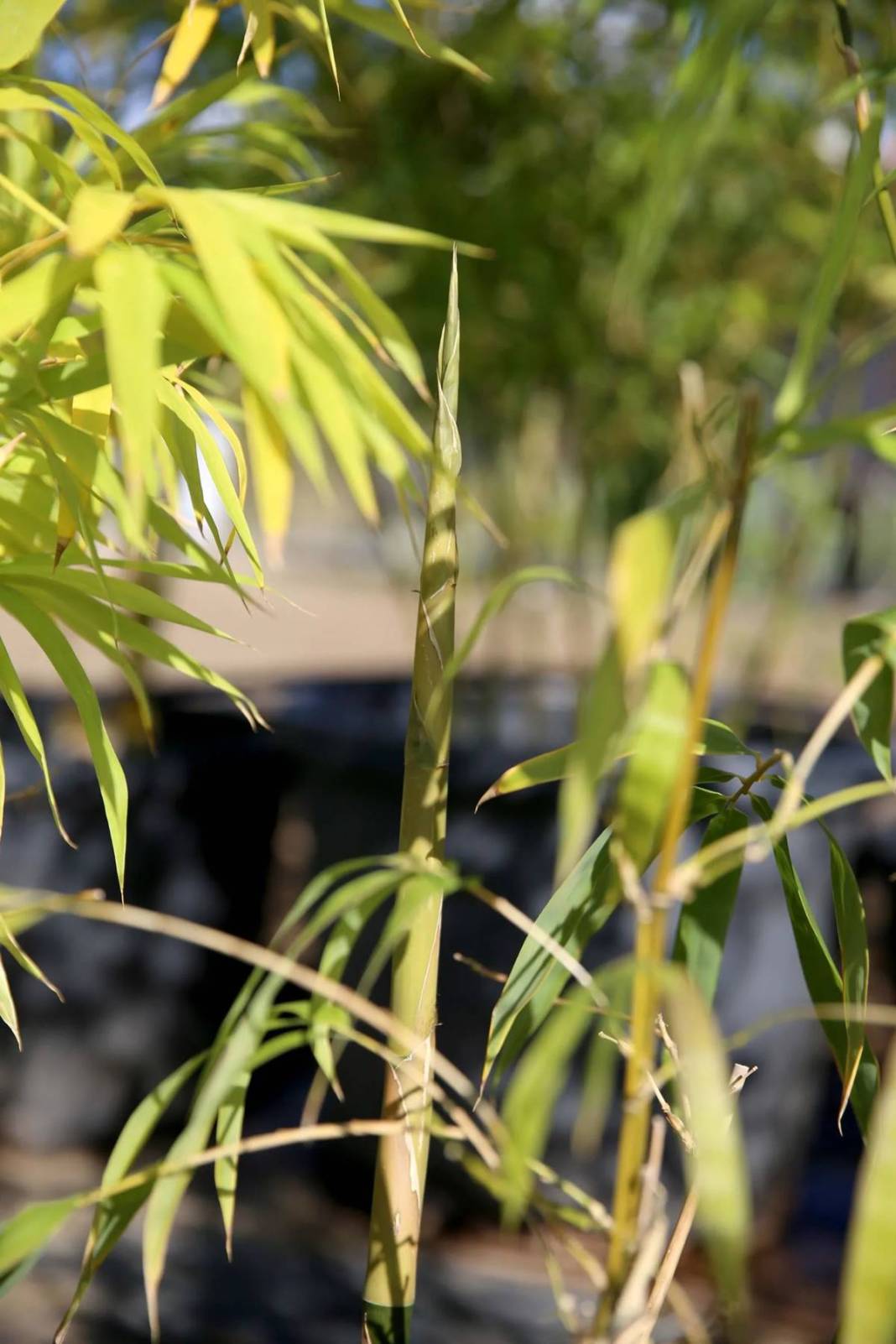 Balkonda eğlencesine yetiştirmeye başlamıştı, şimdi dev fidanlık kurdu! Paraya para demiyor, nereden nereye... 4
